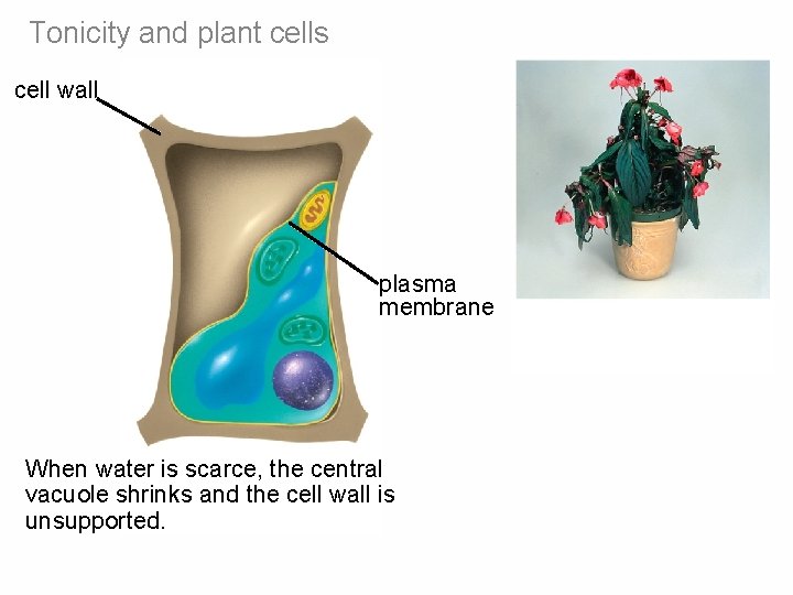 Tonicity and plant cells cell wall plasma membrane When water is scarce, the central