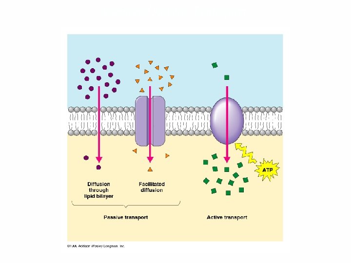 Passive/Active Transport 