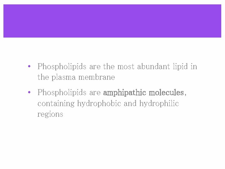  • Phospholipids are the most abundant lipid in the plasma membrane • Phospholipids