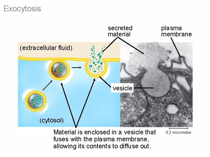 Exocytosis secreted material plasma membrane (extracellular fluid) vesicle (cytosol) Material is enclosed in a