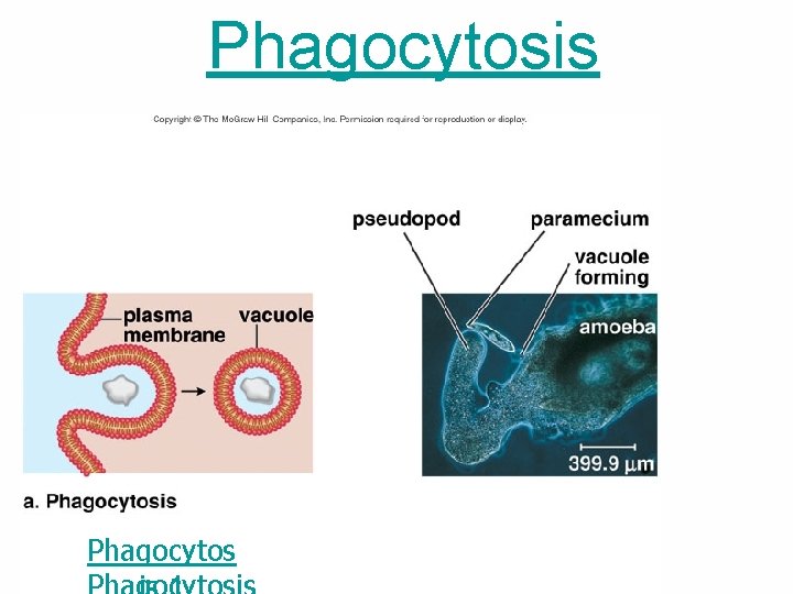 Phagocytosis Phagocytos 