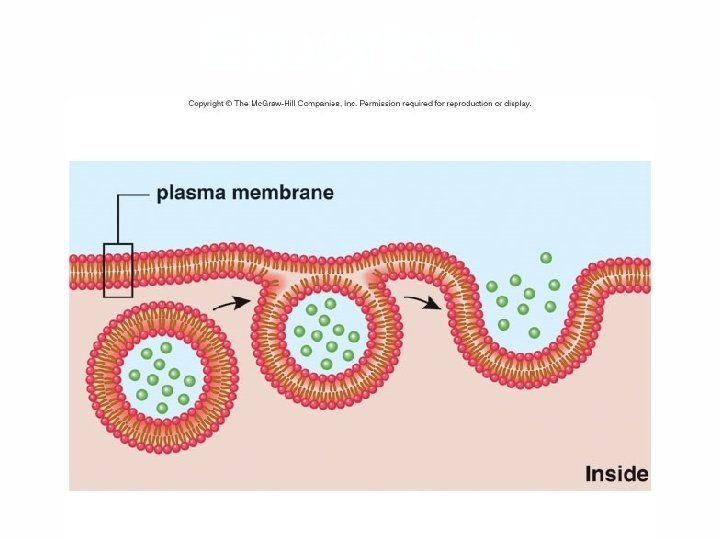 Exocytosis 