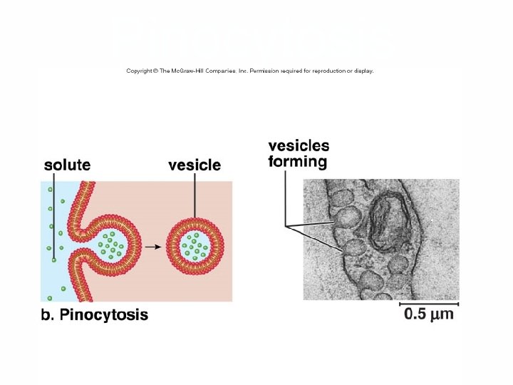 Pinocytosis 