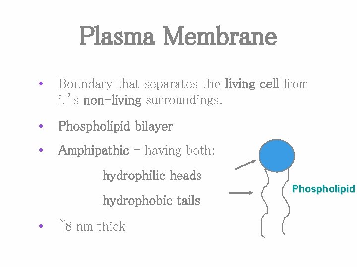 Plasma Membrane • Boundary that separates the living cell from it’s non-living surroundings. •