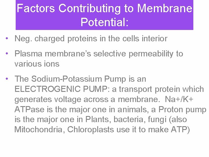 Factors Contributing to Membrane Potential: • Neg. charged proteins in the cells interior •