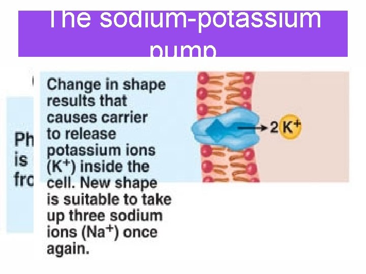 The sodium-potassium pump 