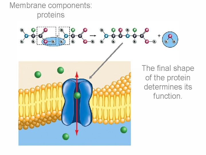 Membrane components: proteins The final shape of the protein determines its function. 