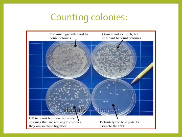 Counting colonies: 