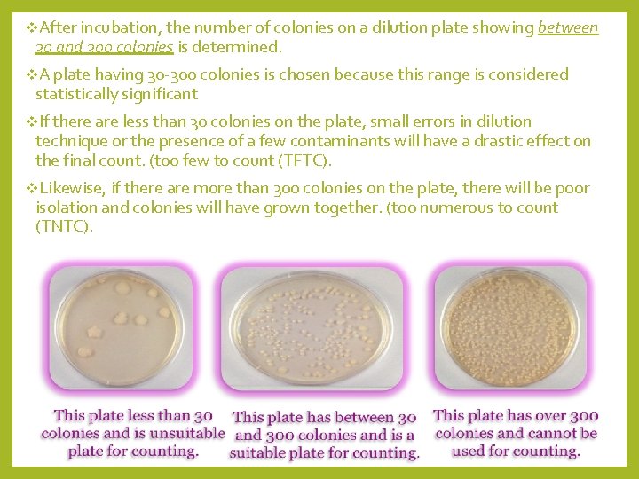 v. After incubation, the number of colonies on a dilution plate showing between 30