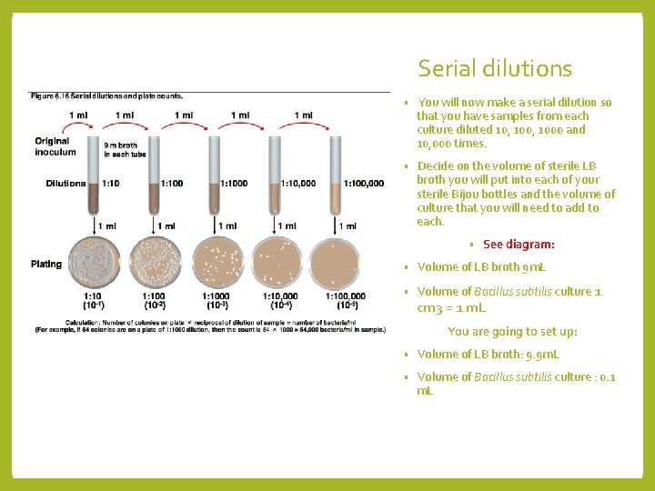 Serial dilutions • You will now make a serial dilution so that you have