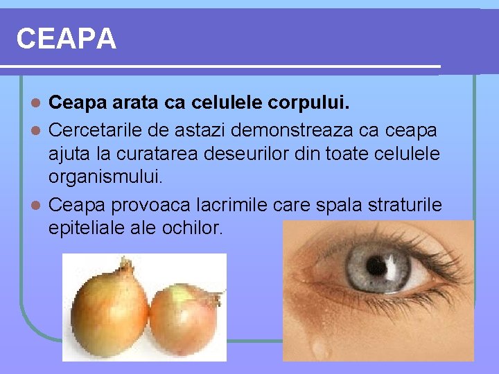 CEAPA Ceapa arata ca celulele corpului. l Cercetarile de astazi demonstreaza ca ceapa ajuta