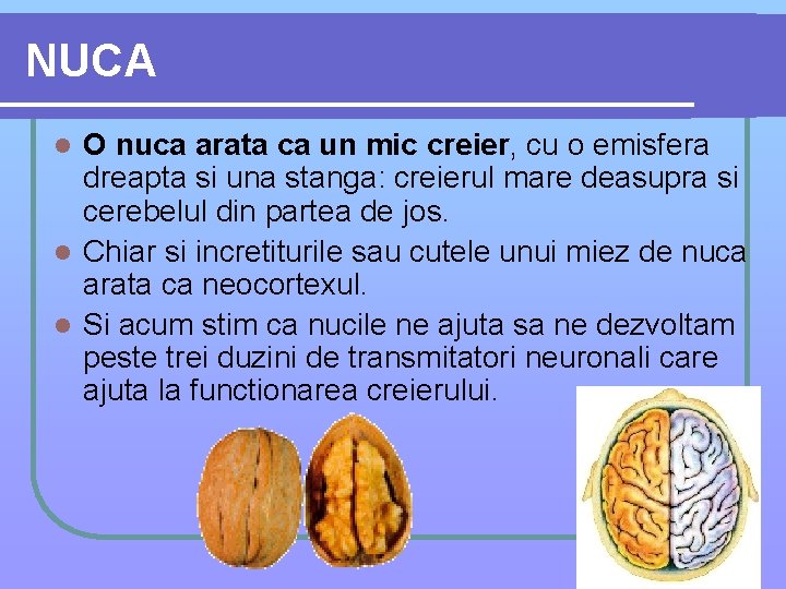 NUCA O nuca arata ca un mic creier, cu o emisfera dreapta si una