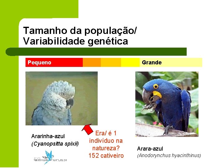 Tamanho da população/ Variabilidade genética Pequeno Ararinha-azul (Cyanopsitta spixii) Grande Era/ é 1 indivíduo