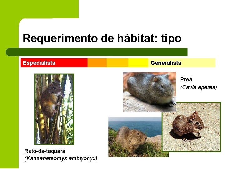 Requerimento de hábitat: tipo Especialista Generalista Preá (Cavia aperea) Rato-da-taquara (Kannabateomys amblyonyx) 