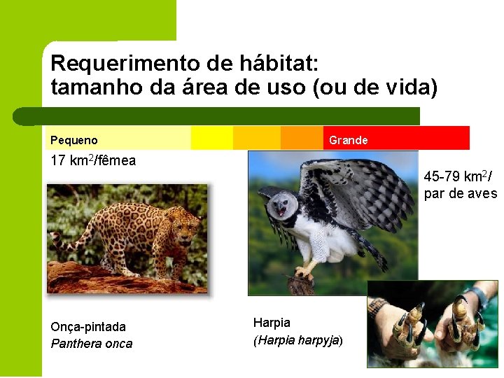 Requerimento de hábitat: tamanho da área de uso (ou de vida) Pequeno Grande 17