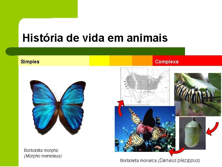 História de vida em animais Simples Borboleta morpho (Morpho menelaus) Complexa Borboleta monarca (Danaus