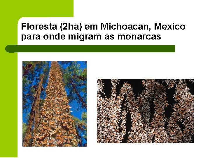 Floresta (2 ha) em Michoacan, Mexico para onde migram as monarcas 