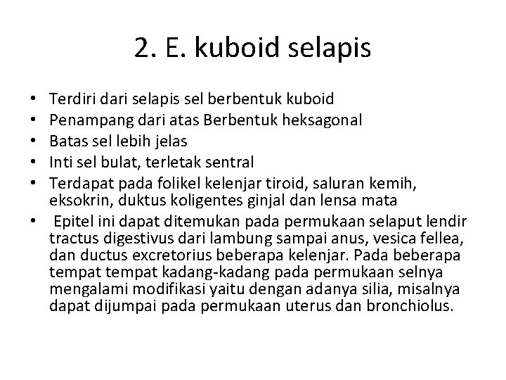 2. E. kuboid selapis Terdiri dari selapis sel berbentuk kuboid Penampang dari atas Berbentuk