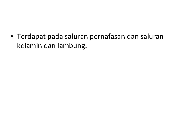  • Terdapat pada saluran pernafasan dan saluran kelamin dan lambung. 