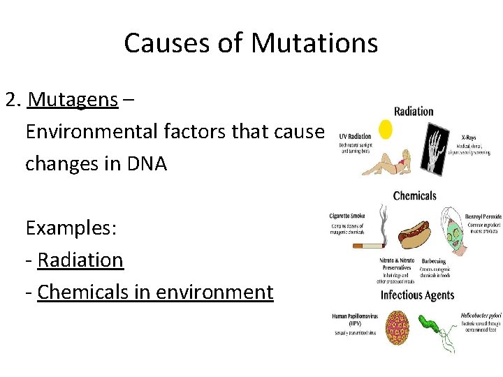 Central Dogma of Molecular Biology information flows