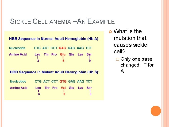 SICKLE CELL ANEMIA –AN EXAMPLE What is the mutation that causes sickle cell? �