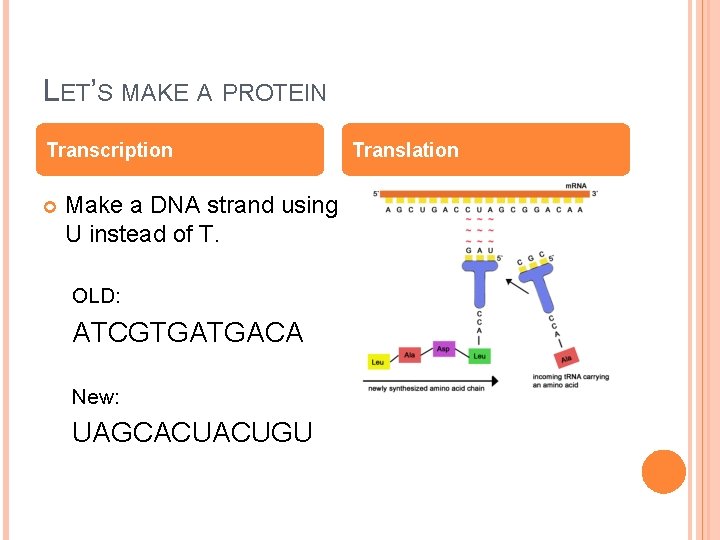 LET’S MAKE A PROTEIN Transcription Make a DNA strand using U instead of T.