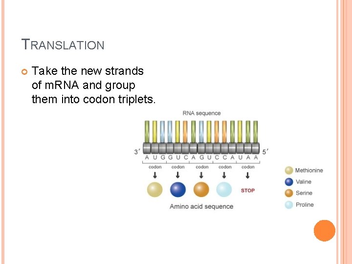 TRANSLATION Take the new strands of m. RNA and group them into codon triplets.