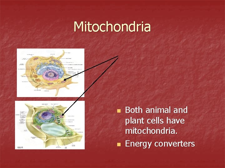 Mitochondria n n Both animal and plant cells have mitochondria. Energy converters 
