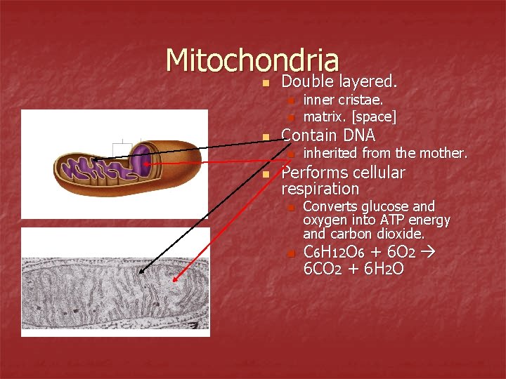 Mitochondria Double layered. n n Contain DNA n n inner cristae. matrix. [space] inherited
