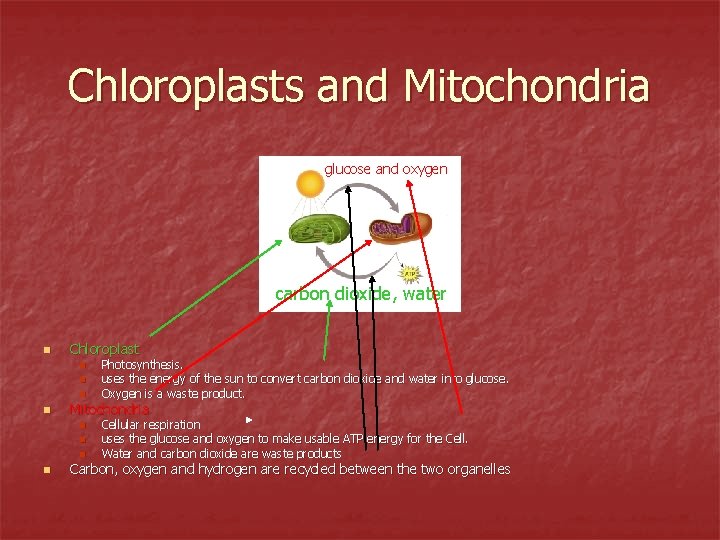Chloroplasts and Mitochondria glucose and oxygen carbon dioxide, water n Chloroplast n n Mitochondria