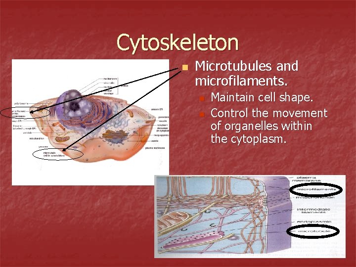 Cytoskeleton n Microtubules and microfilaments. n n Maintain cell shape. Control the movement of