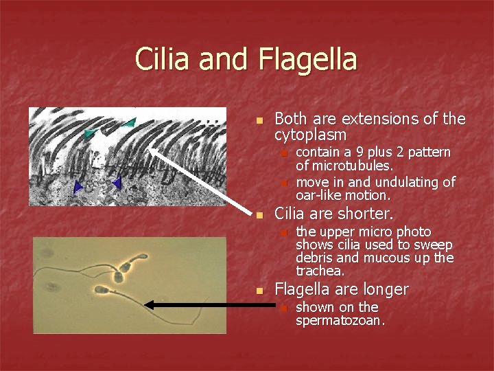 Cilia and Flagella n Both are extensions of the cytoplasm n n n Cilia