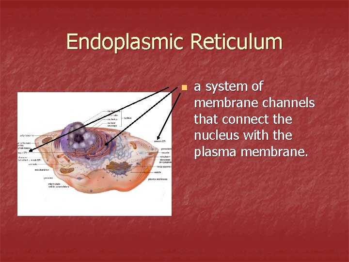 Endoplasmic Reticulum n a system of membrane channels that connect the nucleus with the