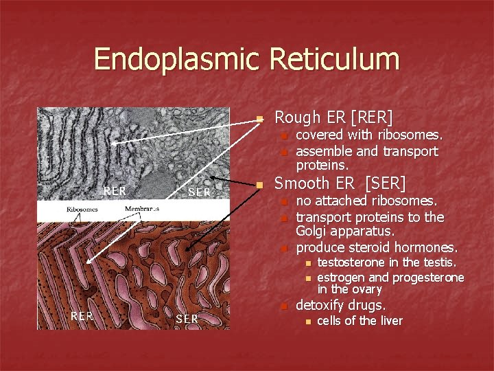Endoplasmic Reticulum n Rough ER [RER] n n n covered with ribosomes. assemble and
