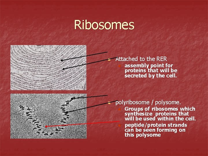 Ribosomes n Attached to the RER n n assembly point for proteins that will