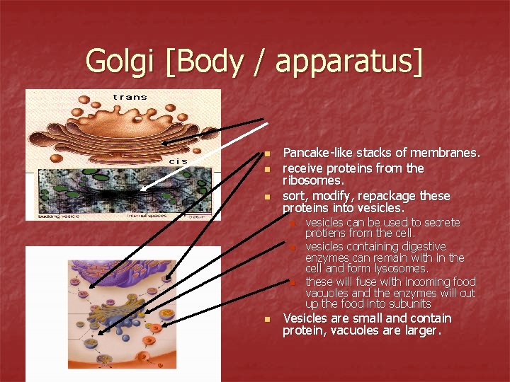 Golgi [Body / apparatus] n n n Pancake-like stacks of membranes. receive proteins from