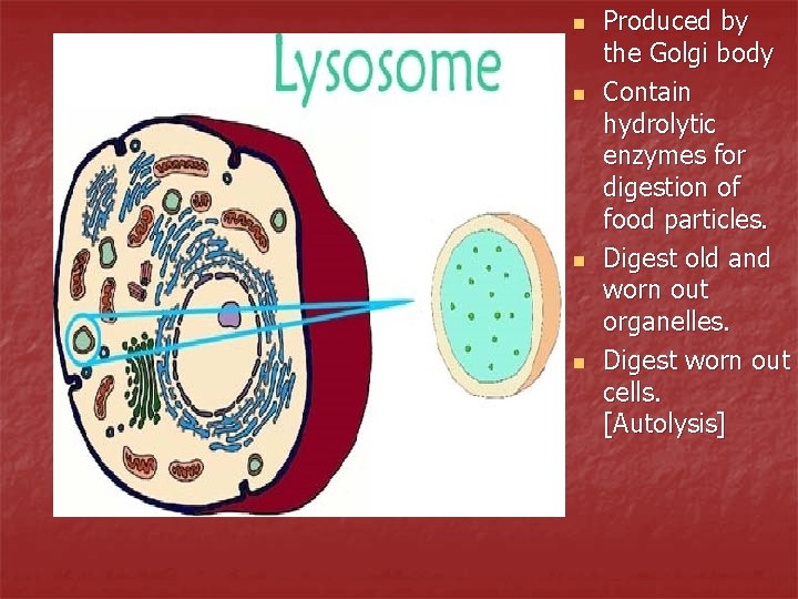 n n Produced by the Golgi body Contain hydrolytic enzymes for digestion of food