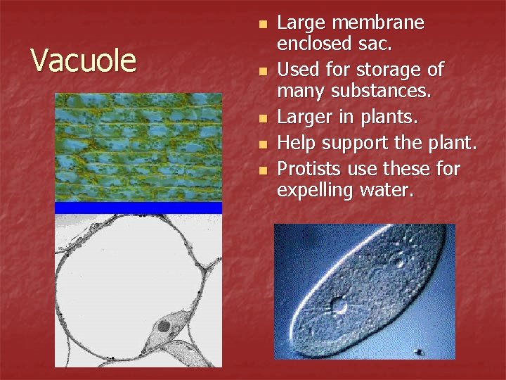 n Vacuole n n Large membrane enclosed sac. Used for storage of many substances.