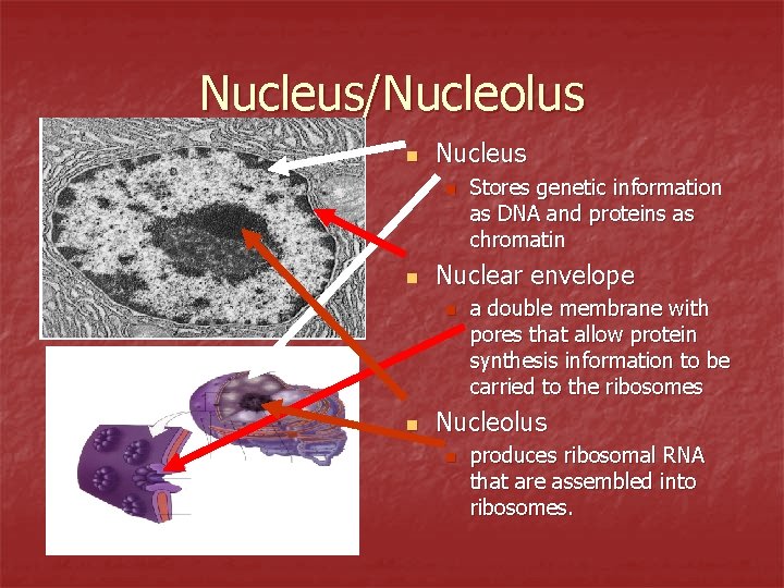 Nucleus/Nucleolus n Nucleus n n Nuclear envelope n n Stores genetic information as DNA