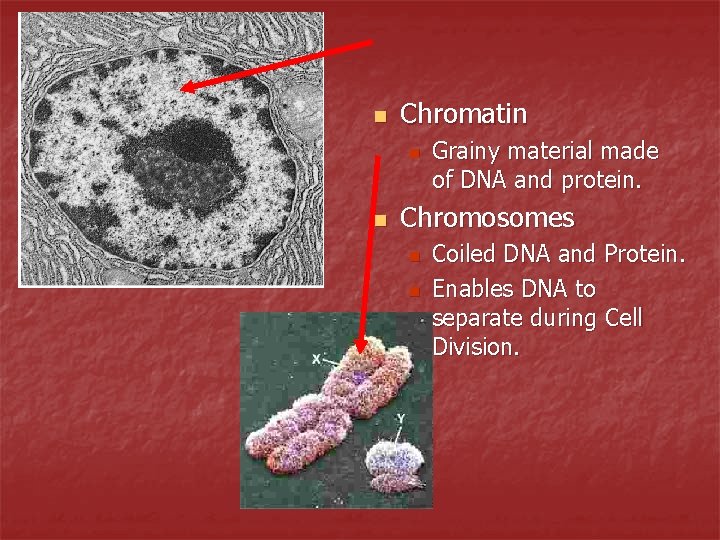n Chromatin n n Grainy material made of DNA and protein. Chromosomes n n