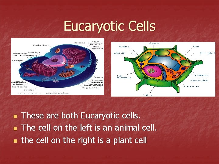 Eucaryotic Cells n n n These are both Eucaryotic cells. The cell on the