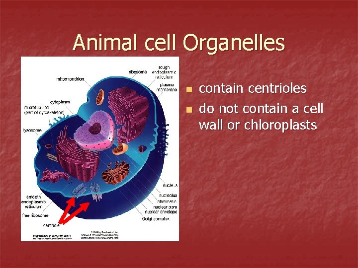 Animal cell Organelles n n contain centrioles do not contain a cell wall or