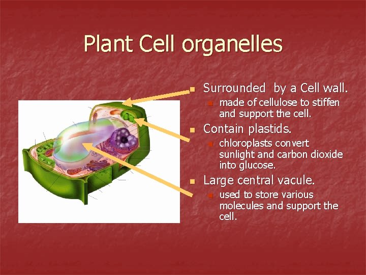 Plant Cell organelles n Surrounded by a Cell wall. n n Contain plastids. n