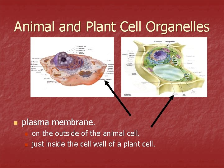 Animal and Plant Cell Organelles n plasma membrane. n n on the outside of