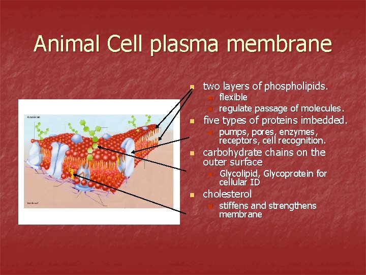 Animal Cell plasma membrane n two layers of phospholipids. n n n five types
