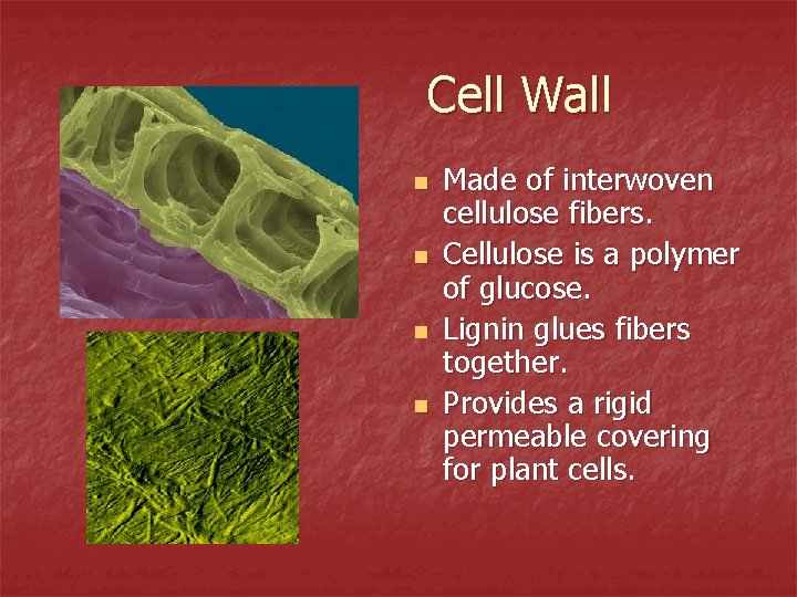 Cell Wall n n Made of interwoven cellulose fibers. Cellulose is a polymer of