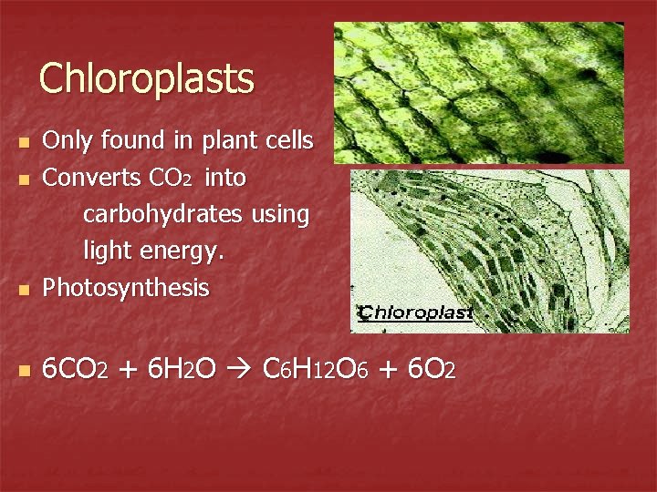 Chloroplasts n Only found in plant cells Converts CO 2 into carbohydrates using light
