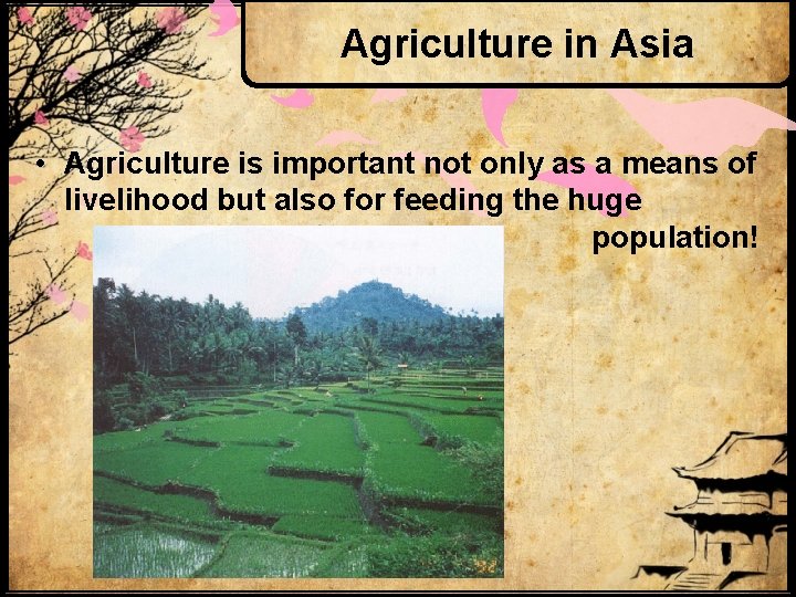 Agriculture in Asia • Agriculture is important not only as a means of livelihood