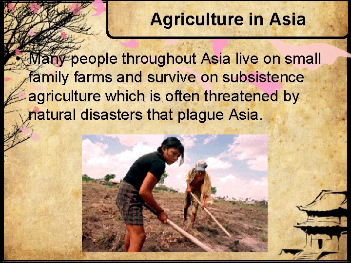 Agriculture in Asia • Many people throughout Asia live on small family farms and