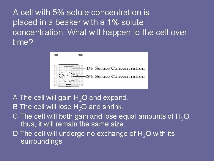 A cell with 5% solute concentration is placed in a beaker with a 1%